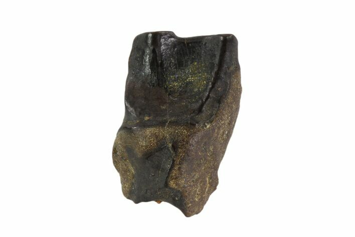 Triceratops Shed Tooth - Montana #93138